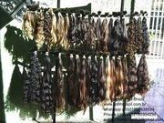 riohumanhairbra