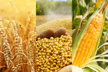 COMMODITIES 