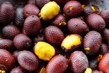Óleo de Buriti (Mauritia vinifera e M. flexuosa)