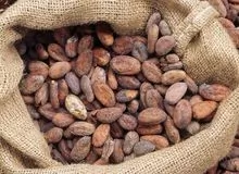 Cacau