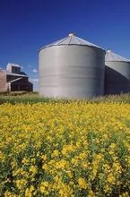 ÓLEO DE CANOLA PREMIUM