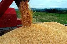 MILHO/YELLOW CORN  