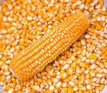 imagem dos produtos