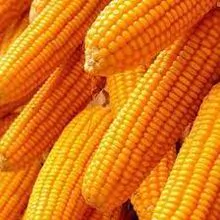 MILHO/MILHO AMARELO GRAU 1 PARA ALIMENTAÇÃO HUMANA E ANIMAL