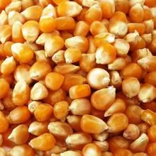 imagem dos produtos