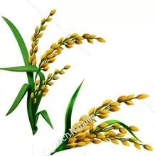 Açúcar, Grão de soja, Óleo de soja, Milho, Mal, Trigo