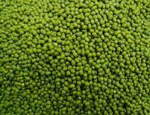 Feijão Mung Verde, Feijão Rim, Feijão Marinha