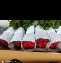 Rosa vermelha fresca