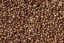 Compre Moth Beans a granel - ótimos preços!