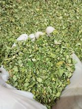 Moringa