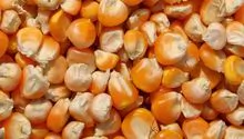  Alimentação animal e consumo humano milho seco amarelo