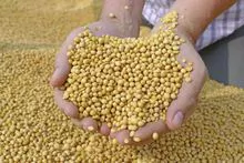 Soya beans  