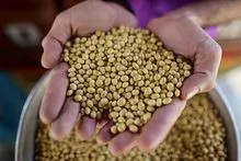 SOYBEAN NON-GMO 