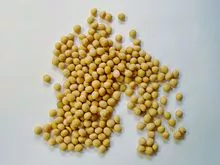 Soja GMO