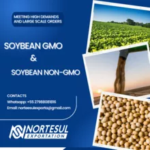 Soja GMO &amp;amp; Soja NON-GMO