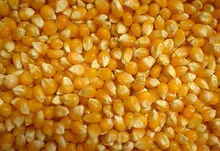 Milho amarelo para ração Animal da Rússia