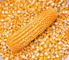 Milho Amarelo Premium: Frescor e Sabor Garantidos