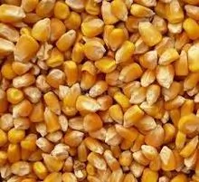 imagem dos produtos