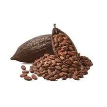 Grãos de cacau orgânicos 