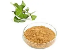 Extrato de Ginkgo biloba (contendo 24% de glicosídeos flavonoides) – melhora a função cognitiva, ajuda a memória e a circulação sanguínea