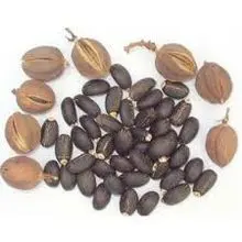 Semente de abóbora, gergelim e Jatropha