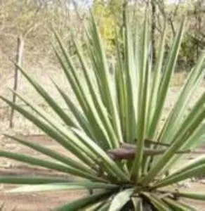 Sisal extra-longo (EL)